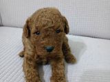 IRK GARANTİLİ TOY POODLE YAVRULARIMIZ