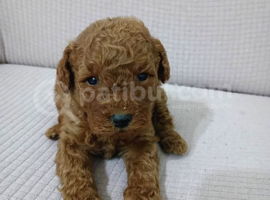 IRK GARANTİLİ TOY POODLE YAVRULARIMIZ