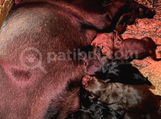 Safkan Labrador Yavrularınız Için Rezervasyonlarımız Başladı görsel