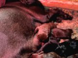 Safkan Labrador Yavrularınız Için Rezervasyonlarımız Başladı
