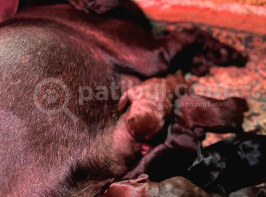 Safkan Labrador Yavrularınız Için Rezervasyonlarımız Başladı görsel