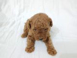 Irk Garanti̇li̇ Toy Poodle Yavrularimiz