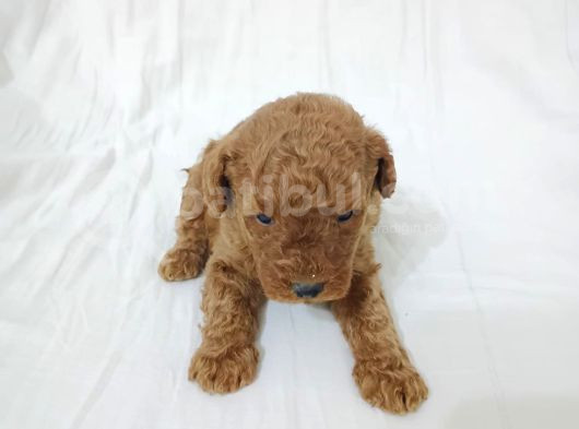 Irk Garanti̇li̇ Toy Poodle Yavrularimiz görsel