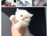 Anne ve Baba Şecereli 2 Erkek British Shorthair