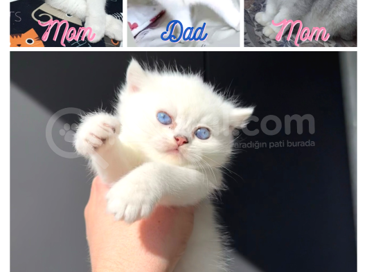 Anne Ve Baba Şecereli 2 Erkek British Shorthair
