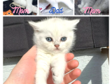 Anne Ve Baba Şecereli 2 Erkek British Shorthair