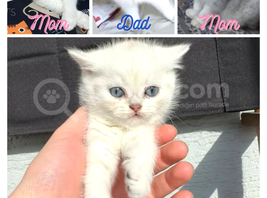 Anne Ve Baba Şecereli 2 Erkek British Shorthair görsel
