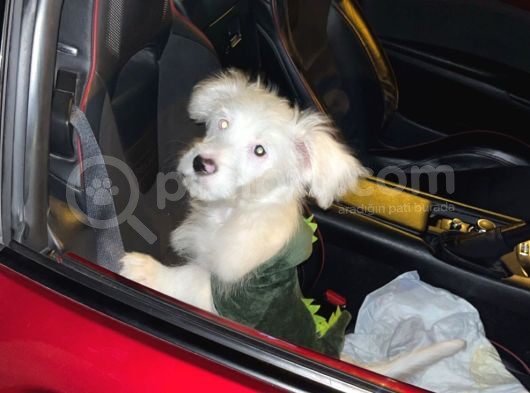5 Aylik Erkek Beyaz Maltese görsel