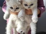 Anne Ve Baba Şecereli 2 Erkek British Shorthair