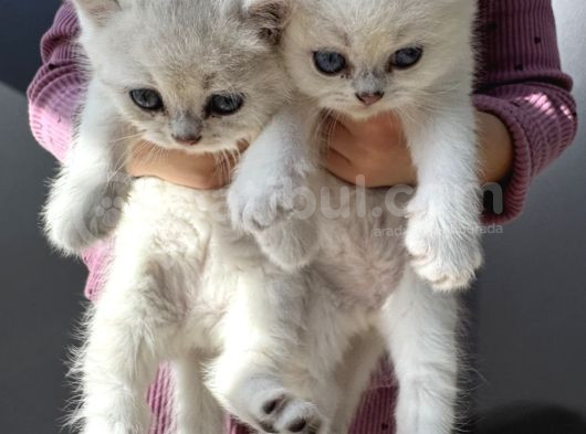 Anne Ve Baba Şecereli 2 Erkek British Shorthair görsel