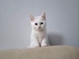 Mi̇ni̇k Prensesler Evi̇ni̇ Bekli̇yor