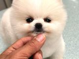 Pamuk Şeker Gibi Pomeranian Yavrusu