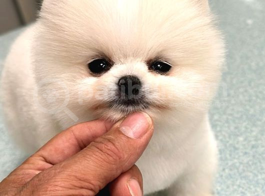 Pamuk Şeker Gibi Pomeranian Yavrusu