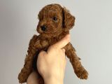 -Redbrown Toypoodle- Eskişehir