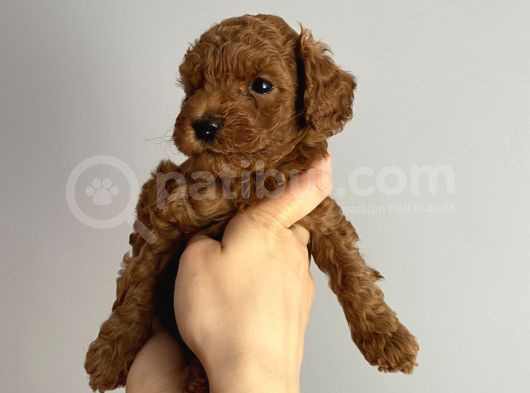-Redbrown Toypoodle- Eskişehir görsel