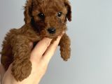 -RedBrown ToyPoodle- Eskişehir