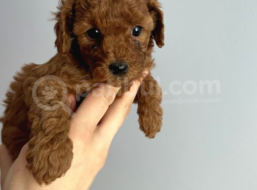 -Redbrown Toypoodle- Eskişehir