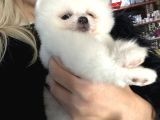 Pamuk Şeker Gibi Pomeranian Yavrusu