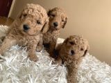 Irk Garantili Toy Poodle Yavruları