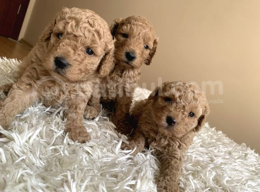 Irk Garantili Toy Poodle Yavruları görsel