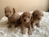 Irk Garantili Toy Poodle Yavruları