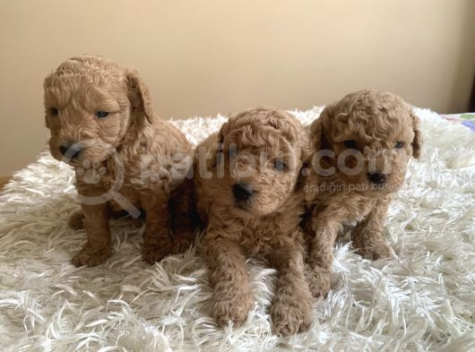 Irk Garantili Toy Poodle Yavruları görsel