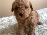 Irk Garantili Toy Poodle Yavruları