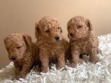 Irk Garantili Toy Poodle Yavruları