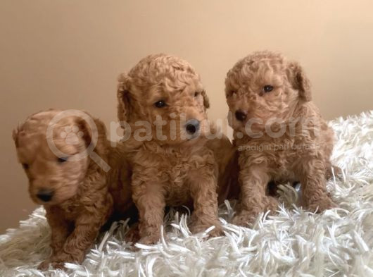 Irk Garantili Toy Poodle Yavruları görsel