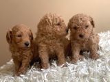 Irk Garantili Toy Poodle Yavruları