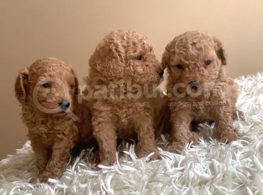 Irk Garantili Toy Poodle Yavruları görsel