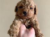 Irk Garantili Toy Poodle Yavruları