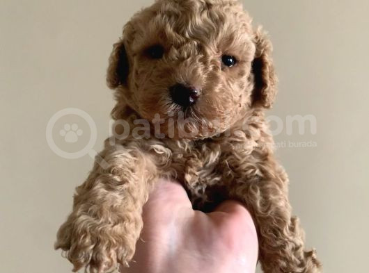 Irk Garantili Toy Poodle Yavruları görsel