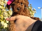 Minik Bir Toy Poodle