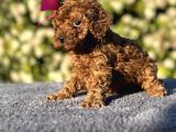 Minik Bir Toy Poodle