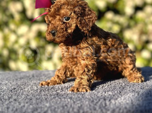 Minik Bir Toy Poodle görsel