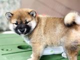 Shiba Inu Yavrular Tr Üretimi