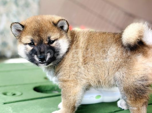 Shiba Inu Yavrular Tr Üretimi görsel