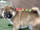Shiba Inu Yavrular Tr Üretimi