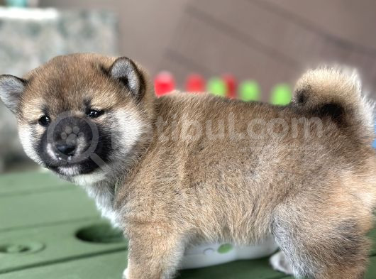 Shiba Inu Yavrular Tr Üretimi görsel