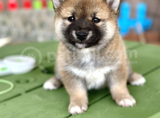 Shiba Inu Yavrular Tr Üretimi görsel
