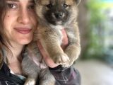 Shiba inu yavrular Tr üretimi