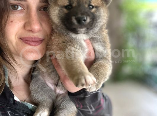 Shiba Inu Yavrular Tr Üretimi