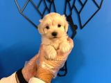 Tea Cup Malti̇poo Yavrulari