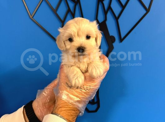 Tea Cup Malti̇poo Yavrulari görsel