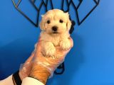 Tea Cup Malti̇poo Yavrulari