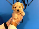 TEA CUP MALTİPOO YAVRULARI