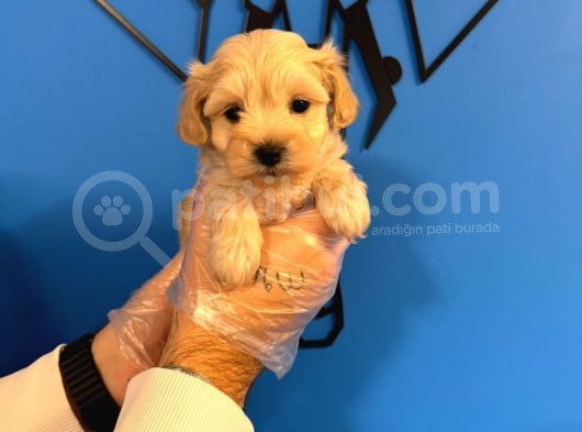 Tea Cup Malti̇poo Yavrulari