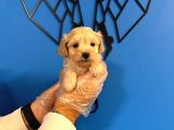 Tea Cup Malti̇poo Yavrulari