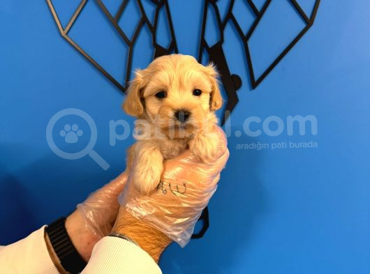 Tea Cup Malti̇poo Yavrulari görsel